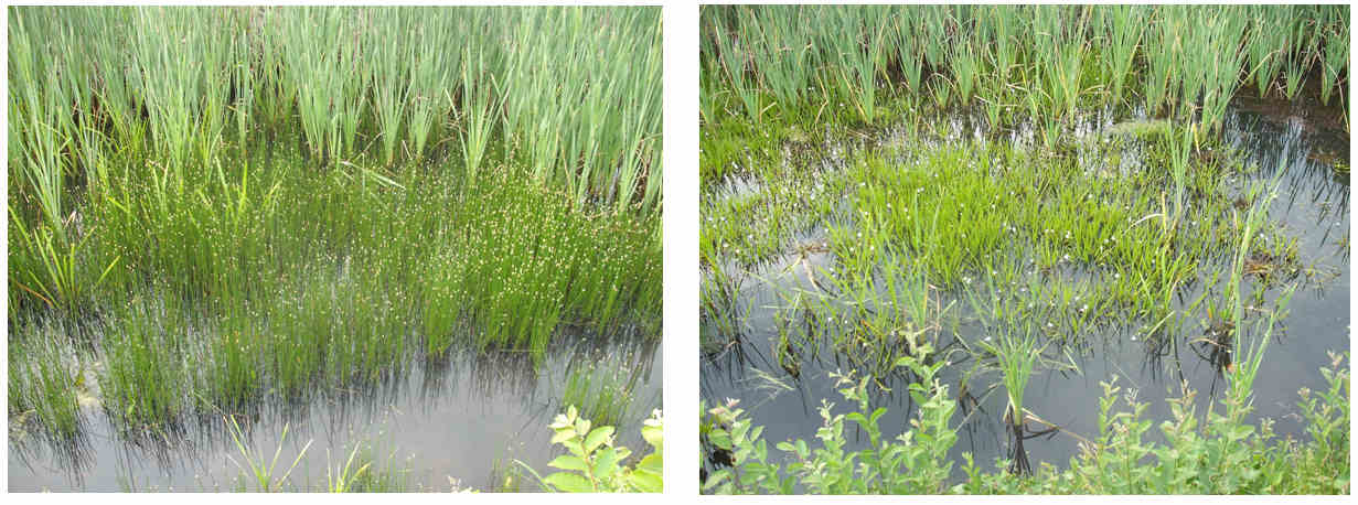 De lisdoddenpoel. Links de waterbies, rechts de krabbenscheer.