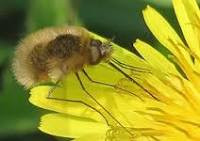 Een bee fly, in het Nederlands wolzwever