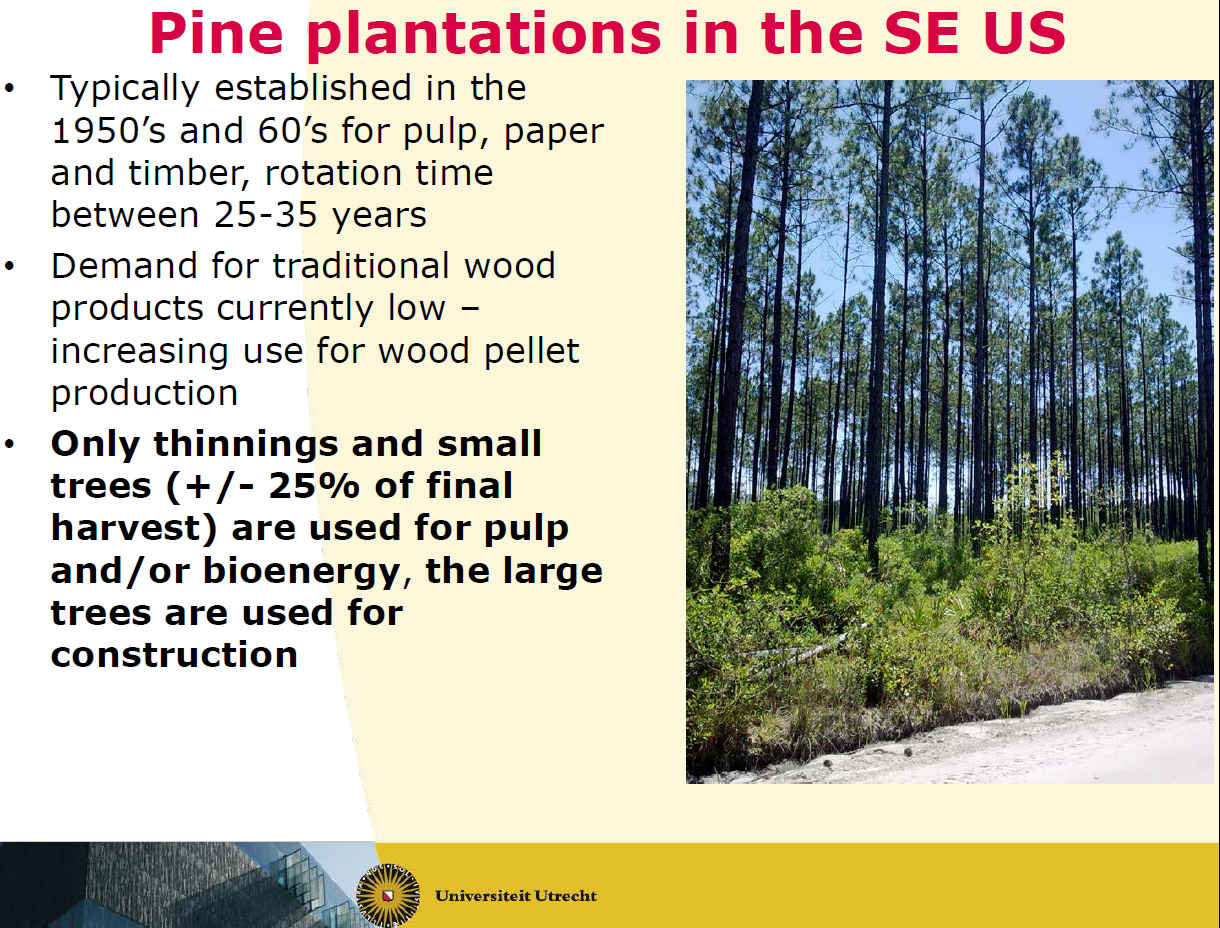 Pine plantations in het Zuid-oosten van de VS