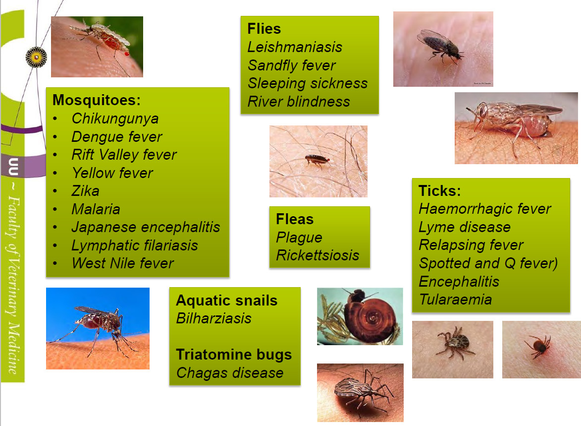 ziekteverwekkende insecten