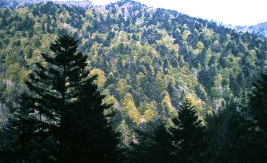 Een bos in de Elzas met loof- en naaldbomen