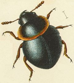 Een slime-mould beetle