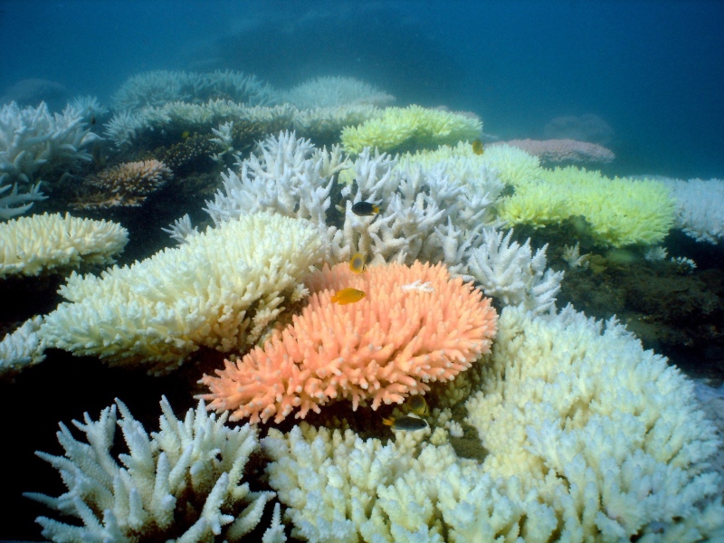 Great Barrier Reef bij Australie