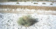 Verzilte grond in Iran