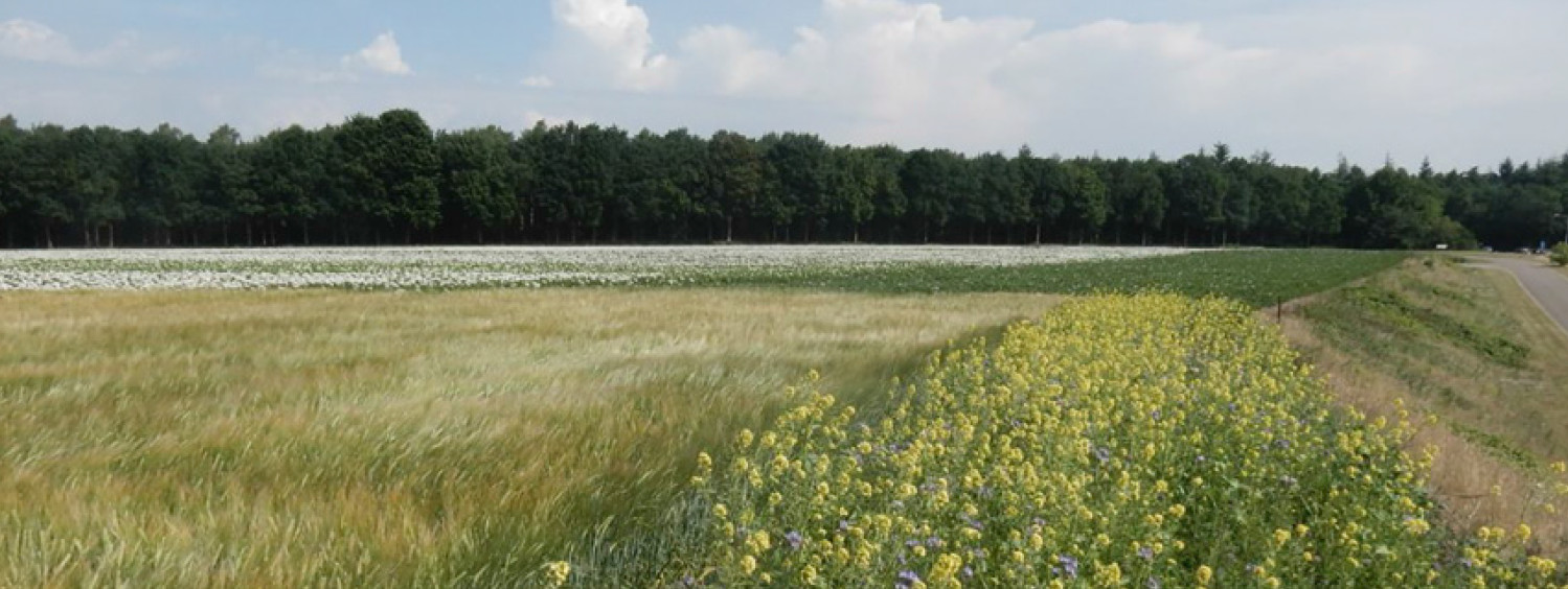 Nationale Bijenstrategie, Bed & Breakfest for Bees!