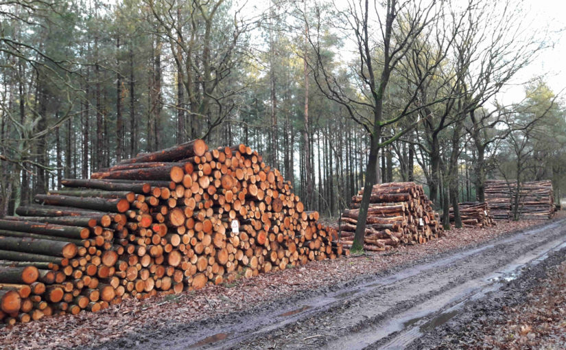 Boswetenschapper: ‘Bouwers kunnen het bos juist redden’