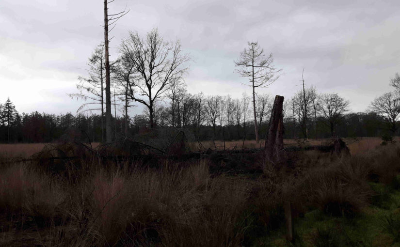 Op werkbezoek bij Staatsbosbeheer